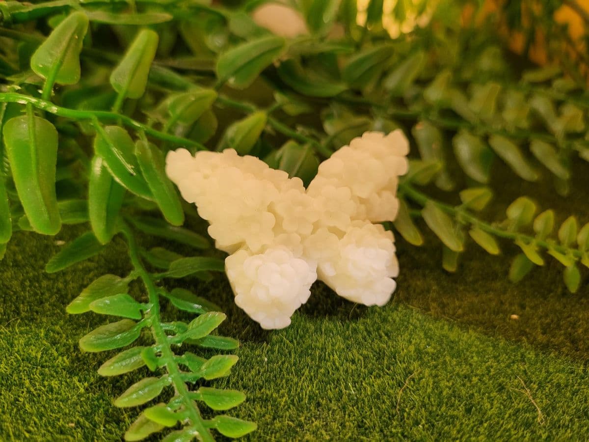 Fondant Papillon — visuel 2